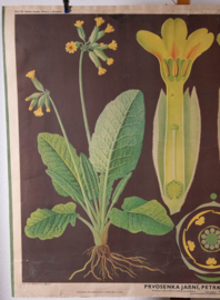 Sleutelbloem