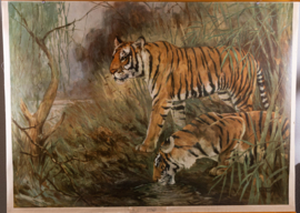 Tijger