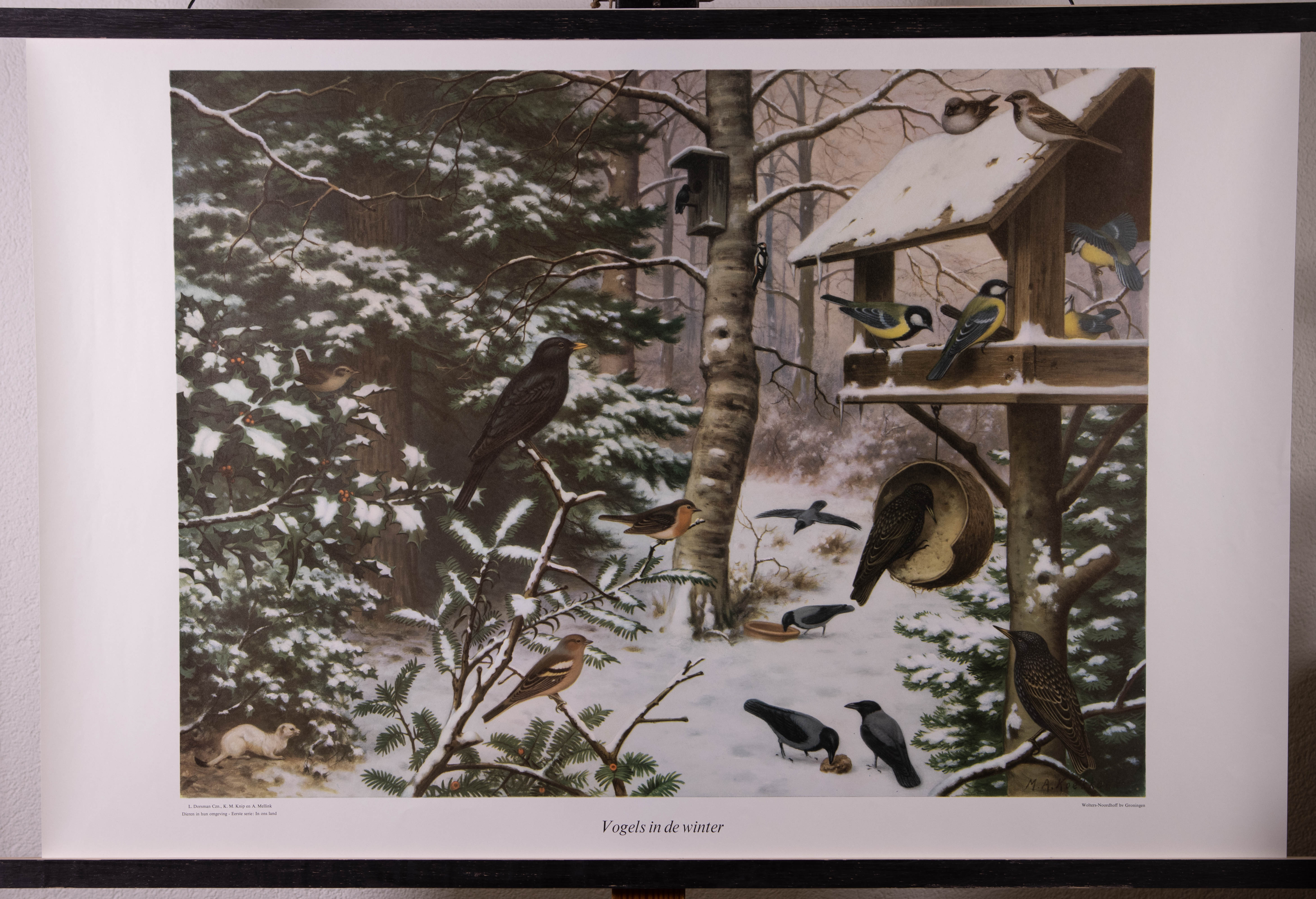 Vogels in de winter