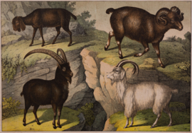 Schreiber Wild Schaap Wilde Geit