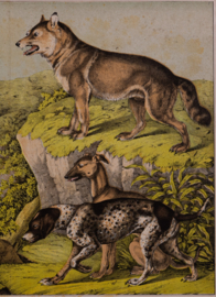 Schreiber Hond Wolf Hyena