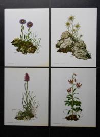 4 Schoolplaatjes    Botanisch  2