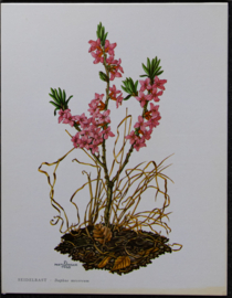 4 Schoolplaatjes    Botanisch  4