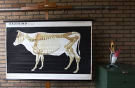 Rund Koe   skelet