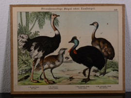 Schreiber Struisvogel en Grote Trap