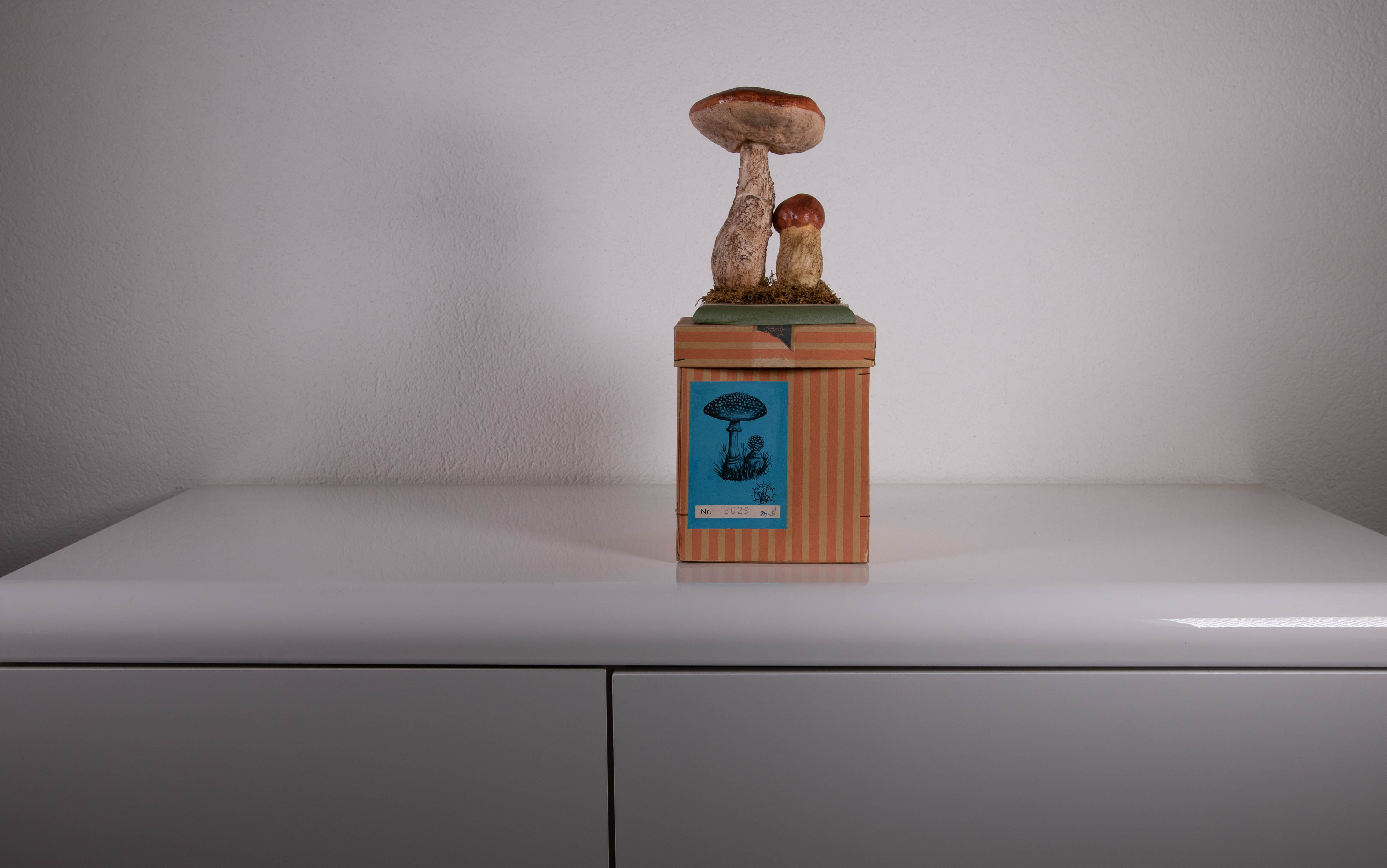Leccinum Aaurantiacum