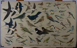 Zangvogels 1