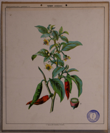 Botanisch  4