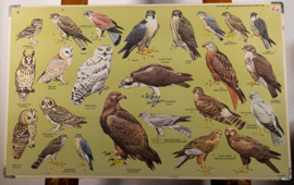 Roofvogels
