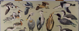 Strandlopers en weidevogels