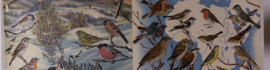 Zangvogels stand en trekvogels
