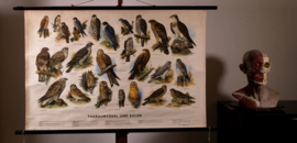 Dagroofvogels en uilen