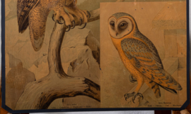Uil - Uilen