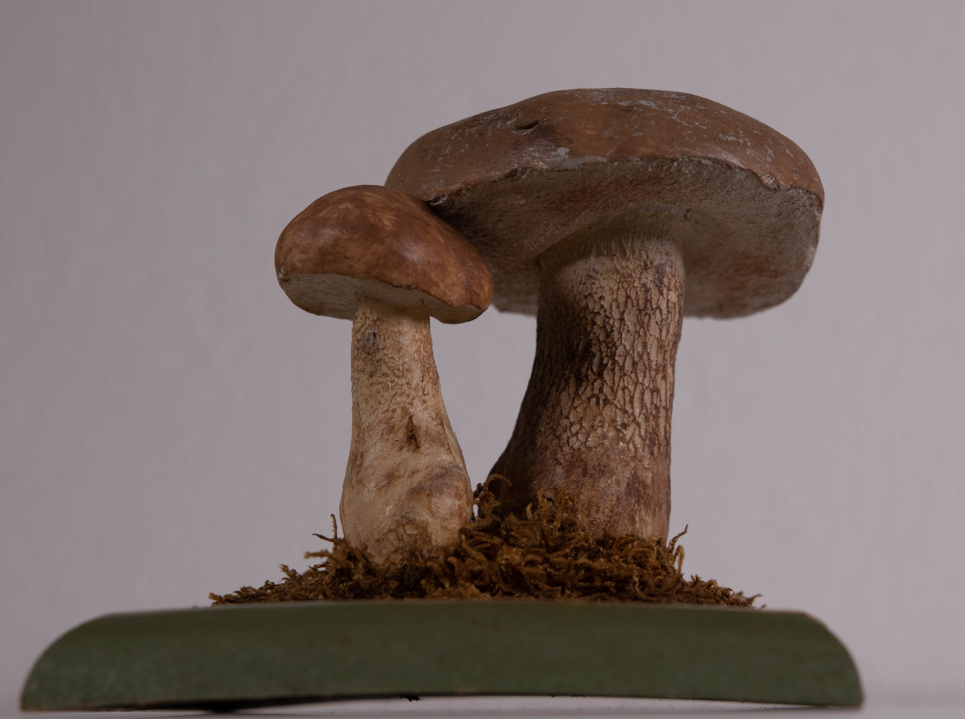 Tylopilus Boletus Felleus