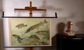 Snoek en karper