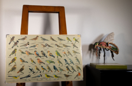 Zangvogels 2