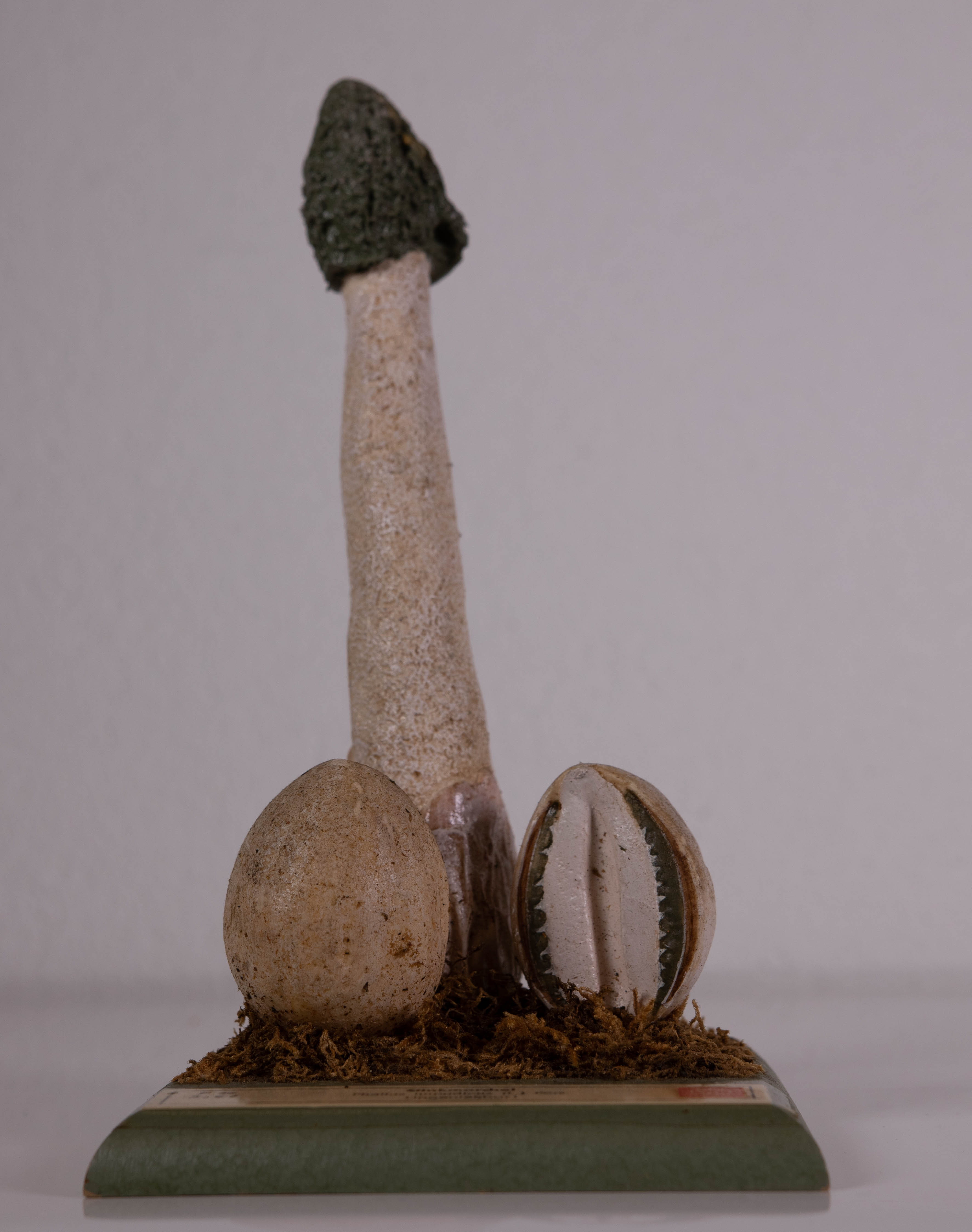Phallus Impudicus