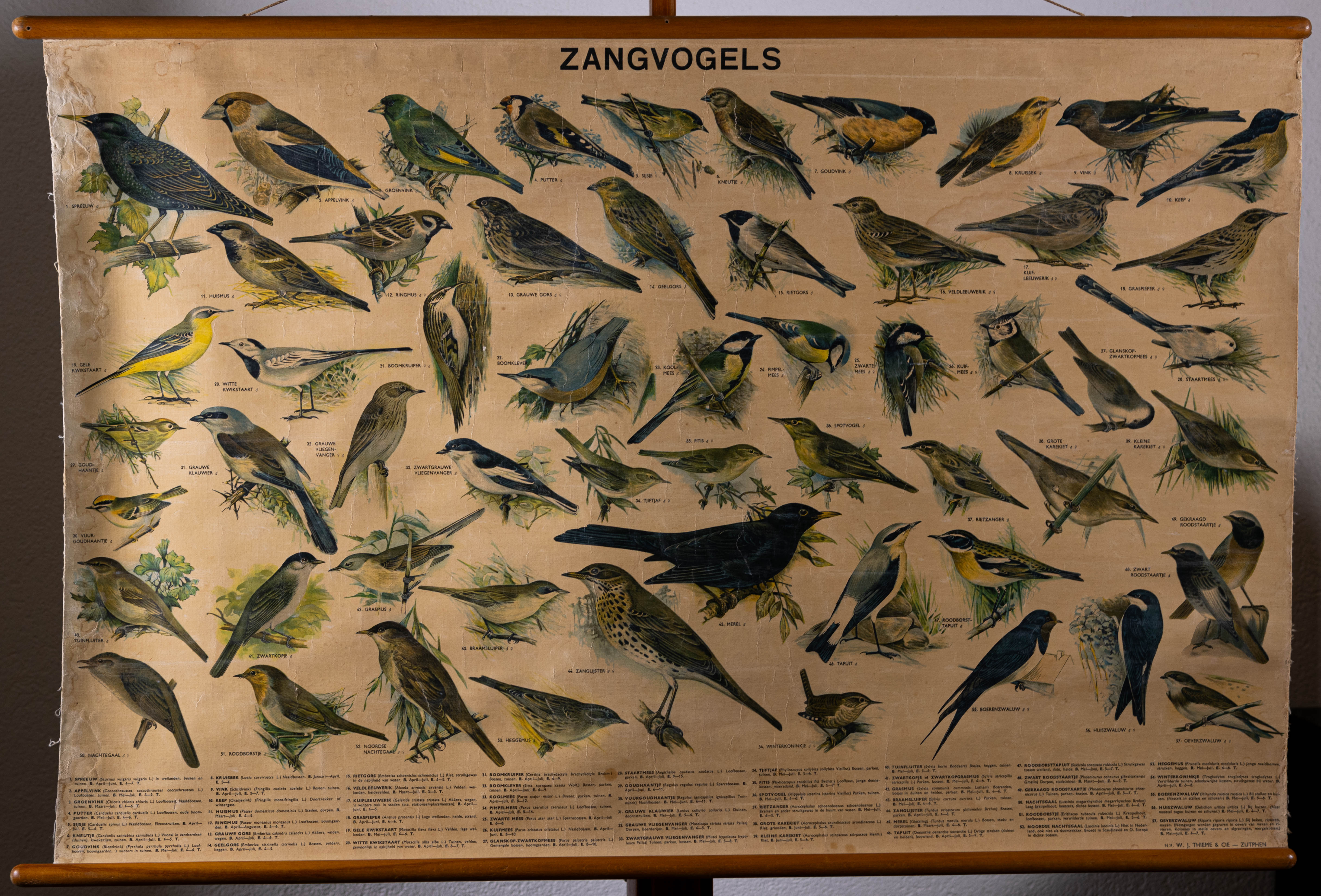 Zangvogels