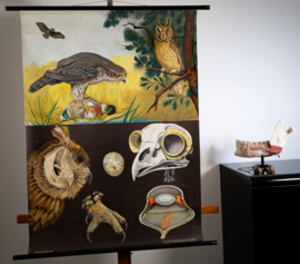 Roofvogel  en Uil       Litho
