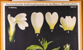 Pfeilwurz