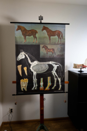 Paard