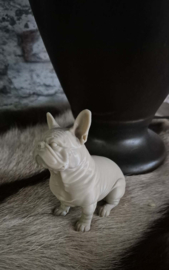 Beeld engelse bulldog