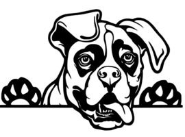 Auto sticker - Boxer   - Peeking - Gluur - Hond - dog - bumper sticker