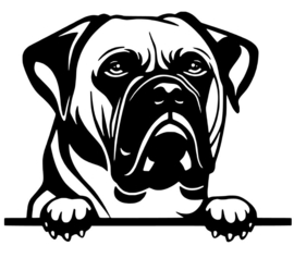 Auto sticker - Bullmastief  - Peeking - Gluur - Hond - dog - bumper