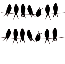 Raam / muursticker Vogels op lijn
