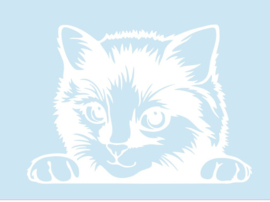 Raam - deur sticker gluurpoes - Auto - dieren
