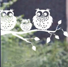 Raam of muursticker  uil op tak