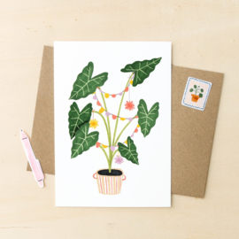 Party plant