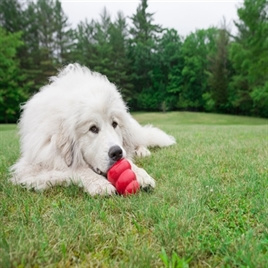 Kong classic rood M
