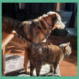 Blog: Hond vs Kat