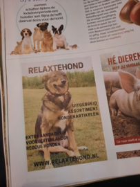 Filmpje: Relaxtehond in de hart voor dieren
