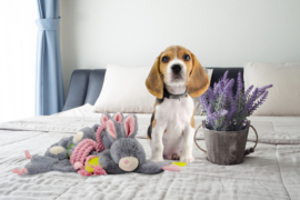 Bunnypuppy kalmerend konijn met lavendel 19 cm