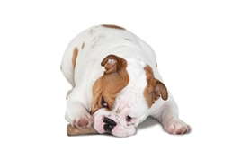 Petstages durable stick M