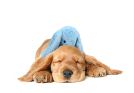 Cozydog rustgevend konijn met warmte, hartslag en lavendel 30 cm