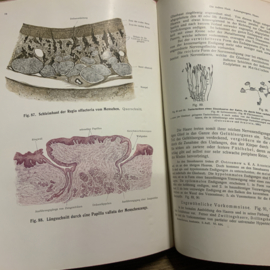 RAUBER KOPSCH LEHRBUCH DER ANATOMIE