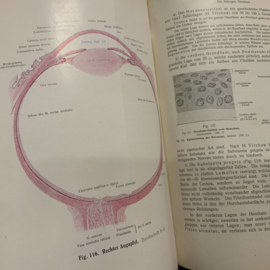 RAUBER KOPSCH LEHRBUCH DER ANATOMIE