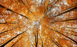 Herfstbos - Ringen in de hoeken