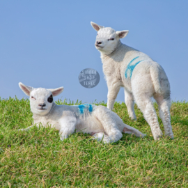 Lammetjes - Ringen in de hoeken