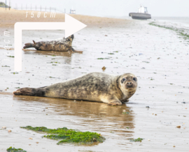 Zeehonden, Fleece Deken.