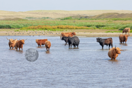 Schotse Hooglanders. Fleece Deken.