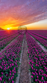 Texel strandlaken Tulpen. (Zonder Texel logo)