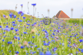 Korenbloemen en boet, ringen in de hoeken.