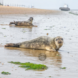 Zeehonden, ringen in de hoeken.