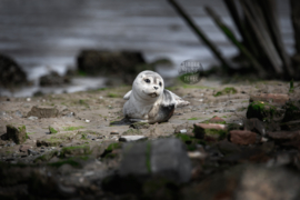 Zeehonden pup - Ringen in de hoeken