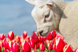 Lammetje en Tulpen, Fleece Deken.