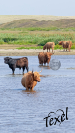 Texel strandlaken Schotse Hooglanders. (Met Texel logo)